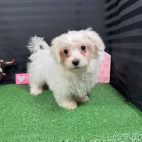 Mitch, a male Maltese for sale in Waynesville, MO – Photo 6 of 10