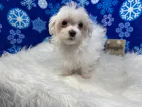 processed/0c404b3d-5619-4e88-8a87-1c29180c8378/listing/3b5c6d42-cdf8-49d5-81ab-626078ec9fe5/c2127a94-0ac8-4843-a478-2b4d69d13eda