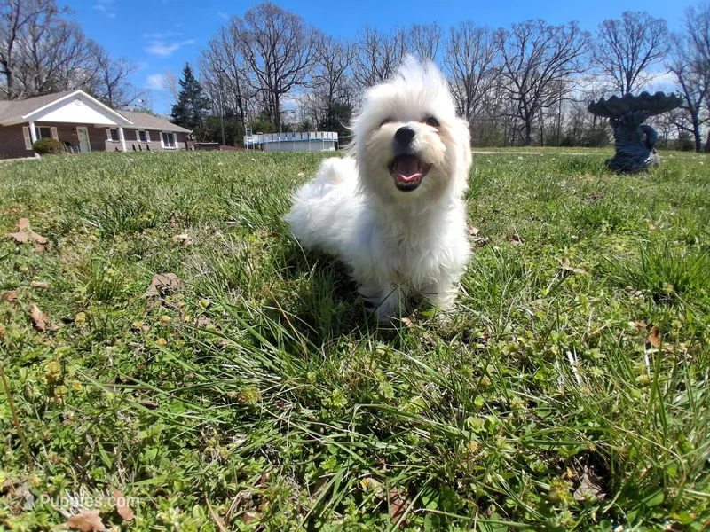 Mitch – Maltese puppy for sale in Waynesville, MO