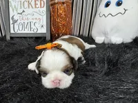 Trixie, a female Shih Tzu for sale in Waynesville, MO – 3 of 3