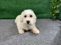 Ian, a male Havamalt for sale in Waynesville, MO – 2 of 10