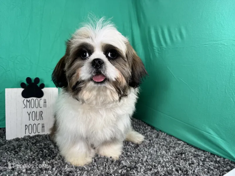 Grizzley – Shih Tzu puppy for sale in Waynesville, MO