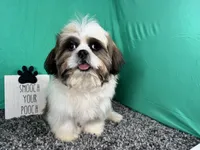 Grizzley, a male Shih Tzu for sale in Waynesville, MO – 1 of 10