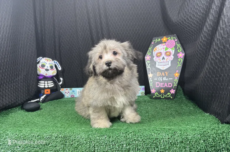 Isreal – Havanese puppy for sale in Waynesville, MO