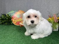 Izen, a male Havamalt for sale in Waynesville, MO – 3 of 8