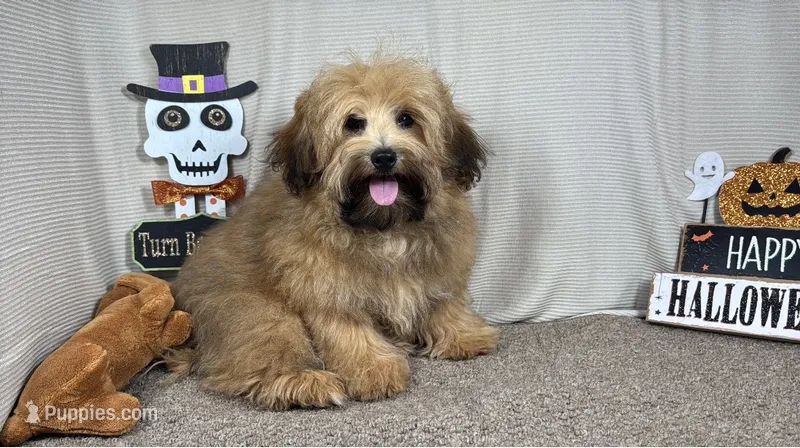 Moses – Havapoo puppy for sale in Waynesville, MO