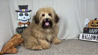 Moses, a male Havapoo for sale in Waynesville, MO – 1 of 4