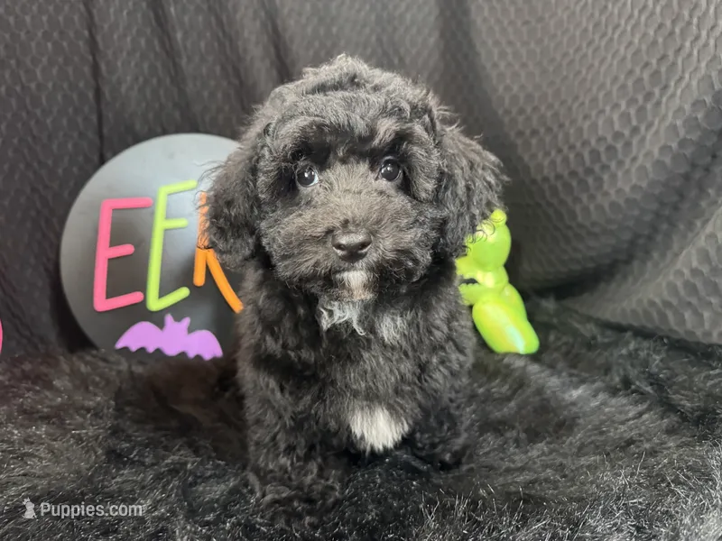Nick – Poodle - Toy  puppy for sale in Waynesville, MO