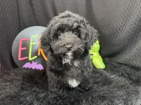 Nick, a male Poodle - Toy  for sale in Waynesville, MO – 1 of 10