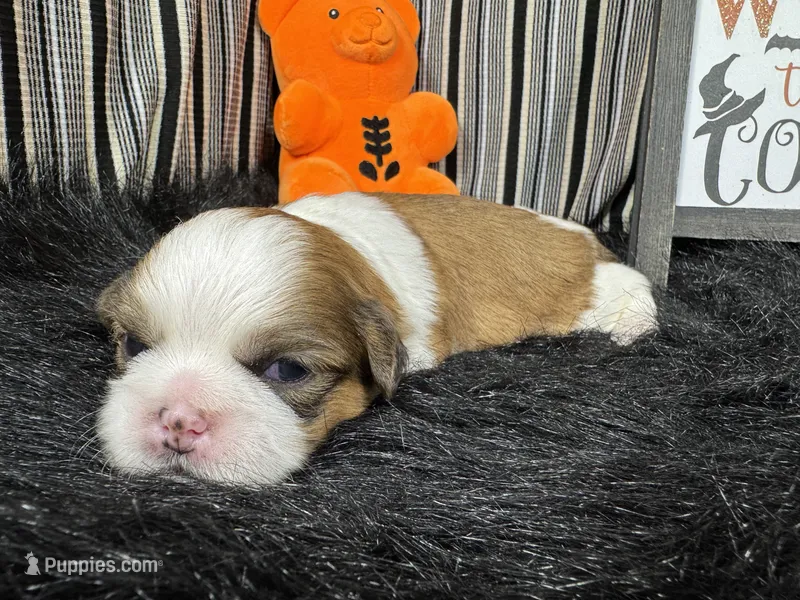Troy – Shih Tzu puppy for sale in Waynesville, MO