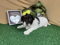 Tabby, a female Shih Tzu for sale in Waynesville, MO – 2 of 3