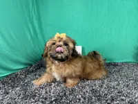 Tilly, a female Shih Tzu for sale in Waynesville, MO – 2 of 3