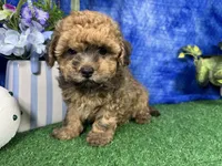 Ace, a male Havapoo for sale in Waynesville, MO – 2 of 4