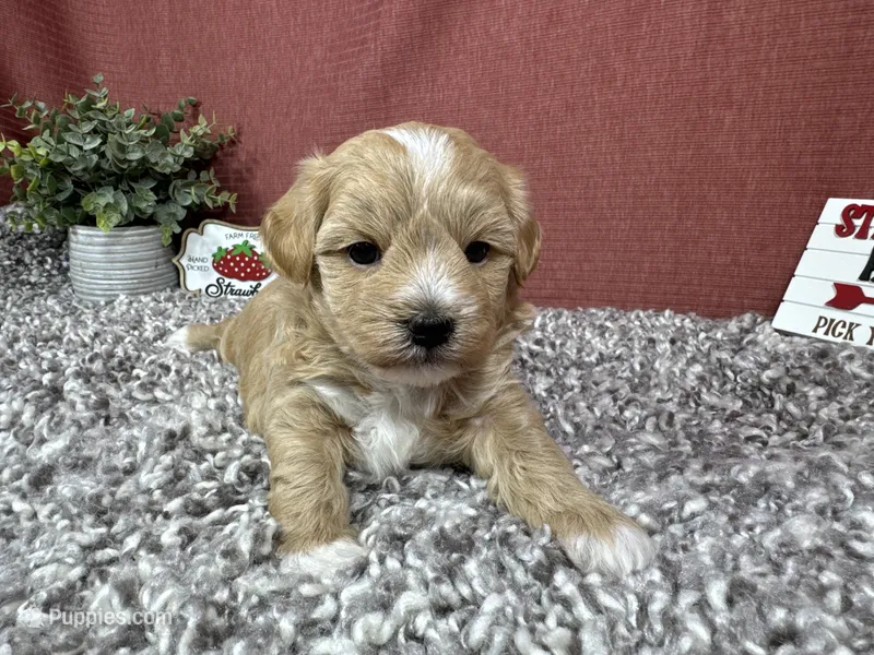 Freddy – Maltipoo puppy for sale in Waynesville, MO