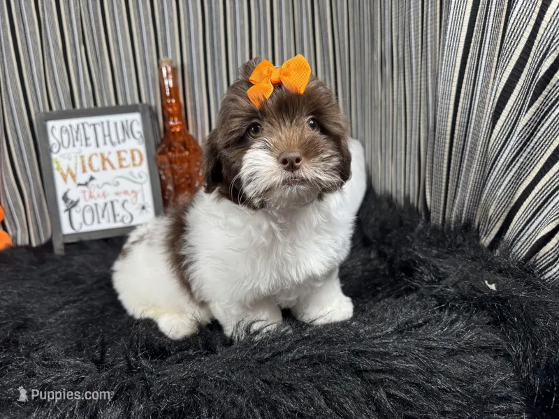 Tabby – Shih Tzu puppy for sale in Waynesville, MO