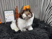 Tabby, a female Shih Tzu for sale in Waynesville, MO – 1 of 10