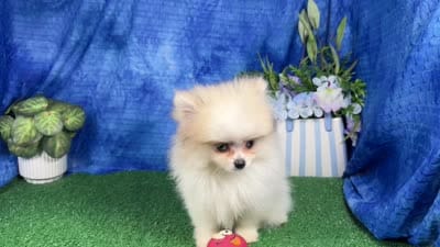 Bentley, a male Pomeranian for sale in Waynesville, MO – 4 of 4