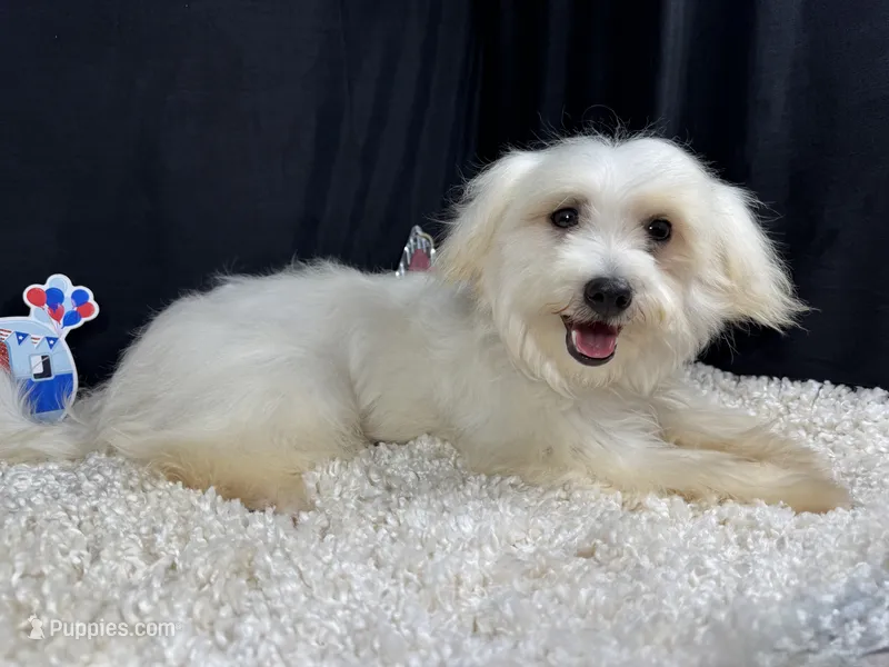 Curtis – Maltipoo puppy for sale in Waynesville, MO
