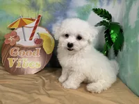 Ice, a male Maltipoo for sale in Waynesville, MO – 5 of 10