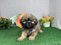 Princeton, a male Shih Tzu for sale in Waynesville, MO – 3 of 10