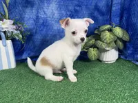 Fox, a male Chihuahua for sale in Waynesville, MO – 3 of 10