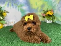 Daisy, a female Poodle - Toy  for sale in Waynesville, MO – 2 of 3