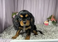 Romeo, a male Cavalier King Charles Spaniel for sale in Waynesville, MO – 2 of 9