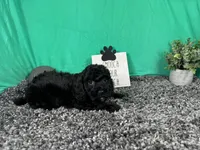 Nathan, a male Poodle - Toy  for sale in Waynesville, MO – 3 of 3