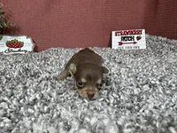 Maribella, a female Chihuahua for sale in Waynesville, MO – 3 of 4
