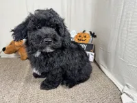Nick, a male Poodle - Toy  for sale in Waynesville, MO – 6 of 10