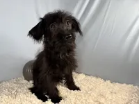 Milton, a male Yorkipoo for sale in Waynesville, MO – 3 of 4