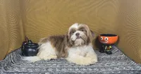 Gilroy, a male Shih Tzu for sale in Waynesville, MO – 2 of 10