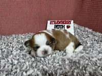 Taya, a female Shih Tzu for sale in Waynesville, MO – 3 of 3