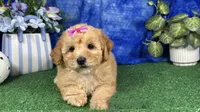 Lady, a female Poodle - Toy  for sale in Waynesville, MO – 2 of 4