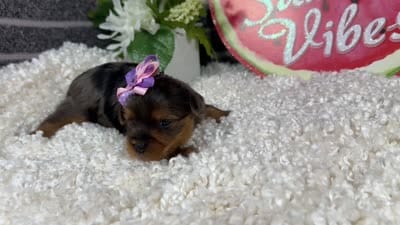 Naomi, a female Yorkshire Terrier for sale in Waynesville, MO – 4 of 4