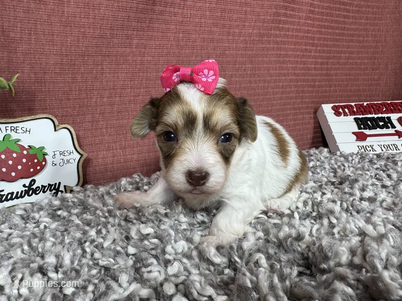 Madiline – Yorkipoo puppy for sale in Waynesville, MO