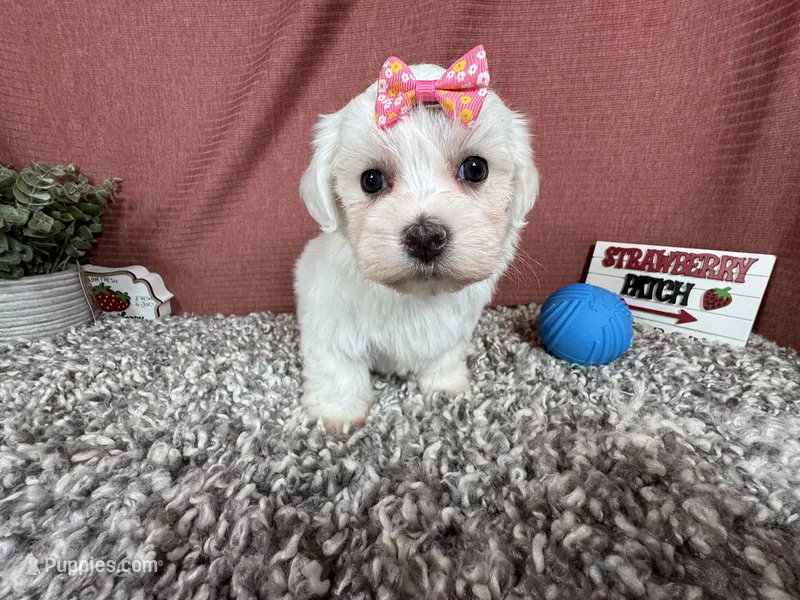 Ilene – Havamalt puppy for sale in Waynesville, MO