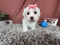 Ilene, a female Havamalt for sale in Waynesville, MO – 3 of 10