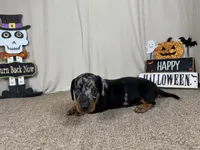 Granger, a male Miniature Dachshund for sale in Waynesville, MO – 2 of 3
