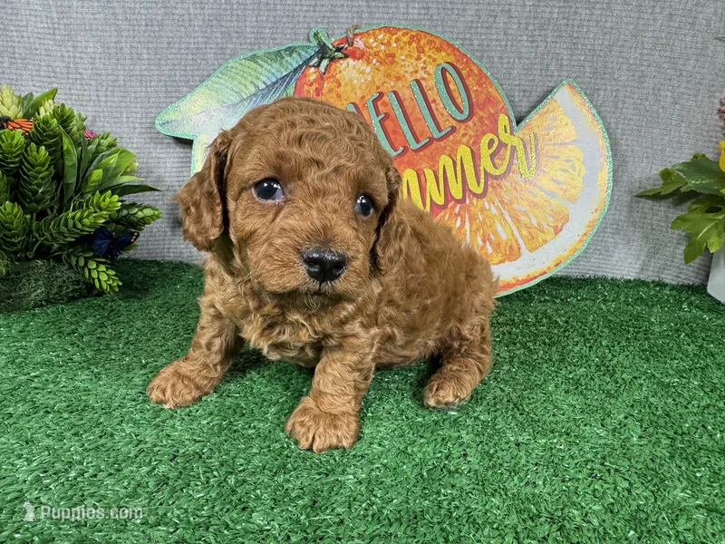 Dean – Poodle - Toy  puppy for sale in Waynesville, MO