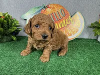 Dean, a male Poodle - Toy  for sale in Waynesville, MO – 1 of 4