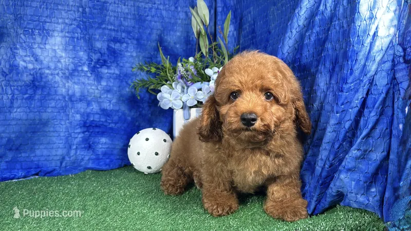 Dean – Poodle - Toy  puppy for sale in Waynesville, MO