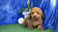 Dean, a male Poodle - Toy  for sale in Waynesville, MO – 1 of 10