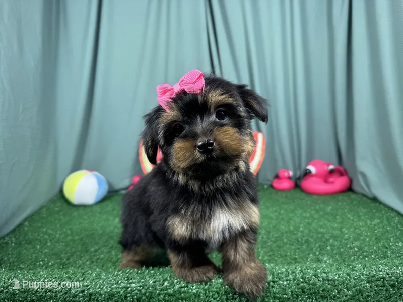 Sophia – Yorkshire Terrier puppy for sale in Waynesville, MO