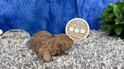 Astro, a male Maltipoo for sale in Waynesville, MO – 4 of 4