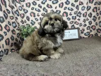 Tucker, a male Shih Tzu for sale in Waynesville, MO – 2 of 3