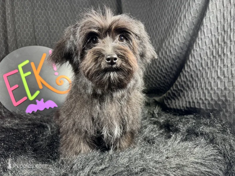 Paxton – Morkie puppy for sale in Waynesville, MO
