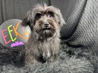 Paxton, a male Morkie for sale in Waynesville, MO – 1 of 10