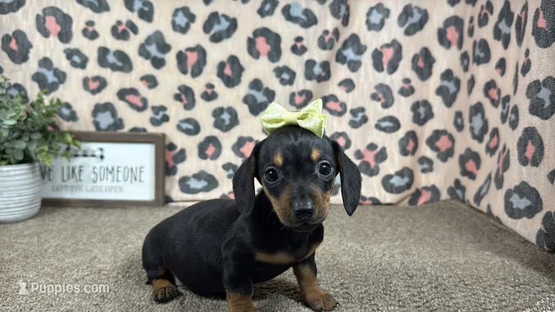 Tulip – Miniature Dachshund puppy for sale in Waynesville, MO