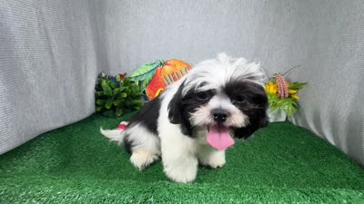 Grey, a male Shih Tzu for sale in Waynesville, MO – 4 of 8